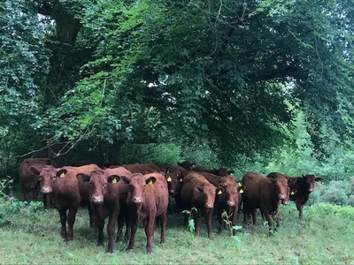 Cows